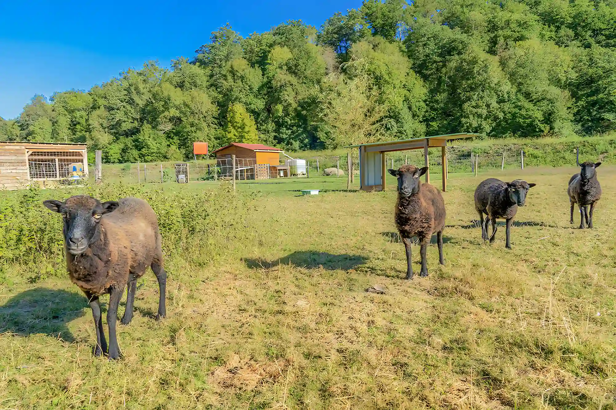 eco-shepherding